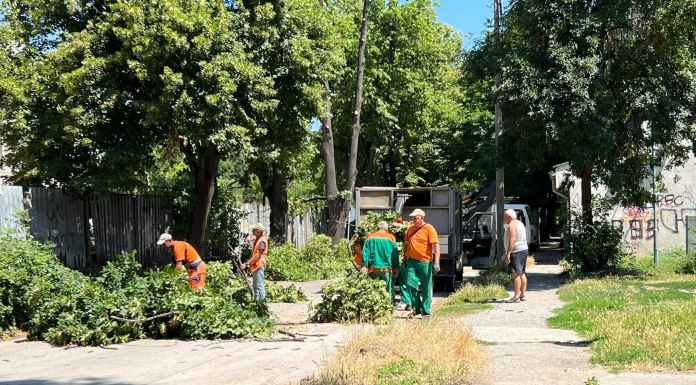 Спасиха дърветата на ул. Варшава от заповед на кмета Спасиха дърветата на ул. Вършава от заповед на кмета