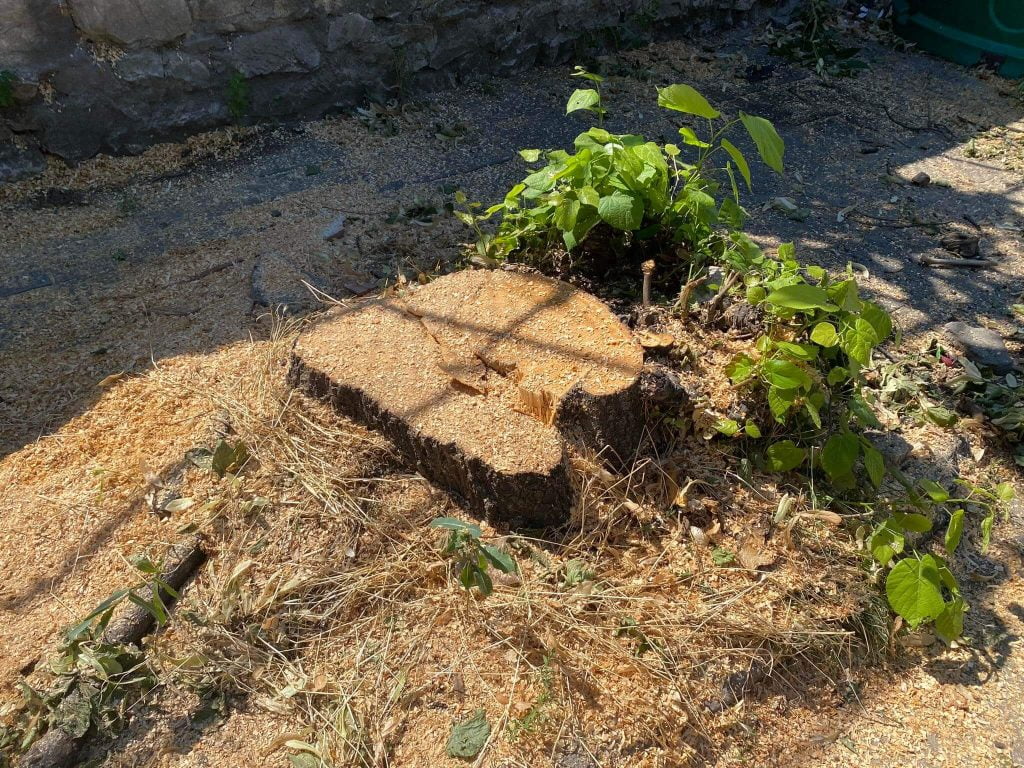 Спасиха дърветата на ул. Вършава от заповед на кмета