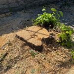 Спасиха дърветата на ул. Вършава от заповед на кмета